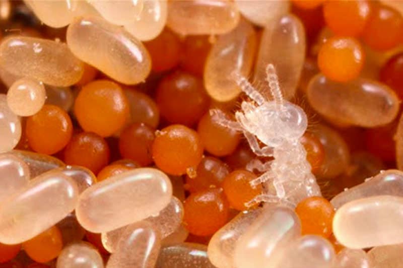 termite eggs with nymph