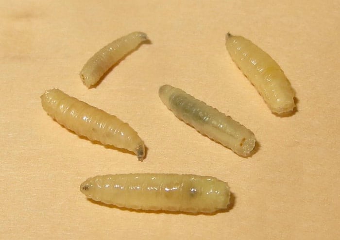 termite larvae picture