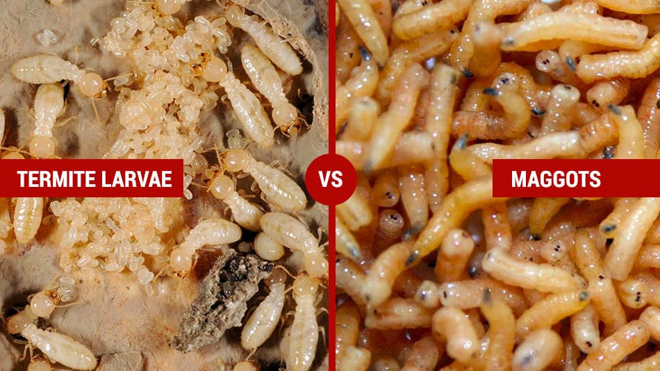 termite larvae vs maggots