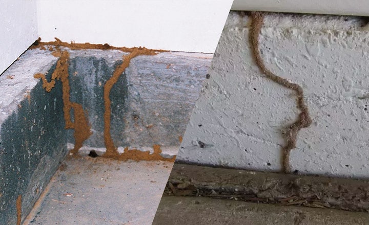 picture of a termite mud tube