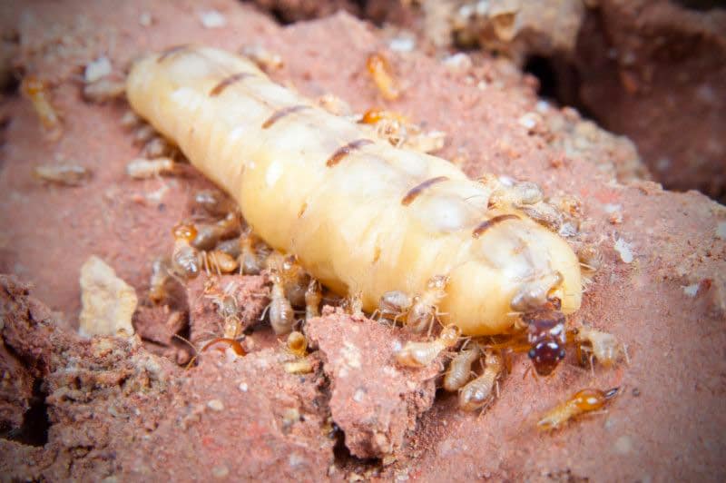 termite queen with pulsating abdomen 