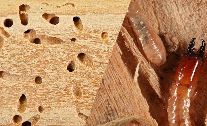 tiny exit holes are a sign of termites