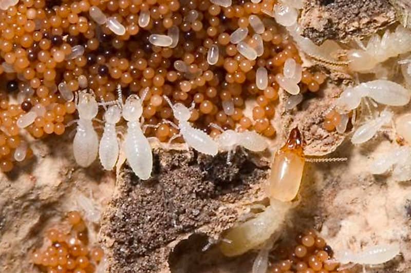 what do termite eggs look like