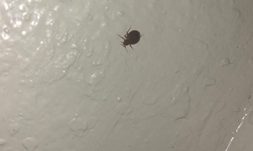 why are there bed bugs on my wall