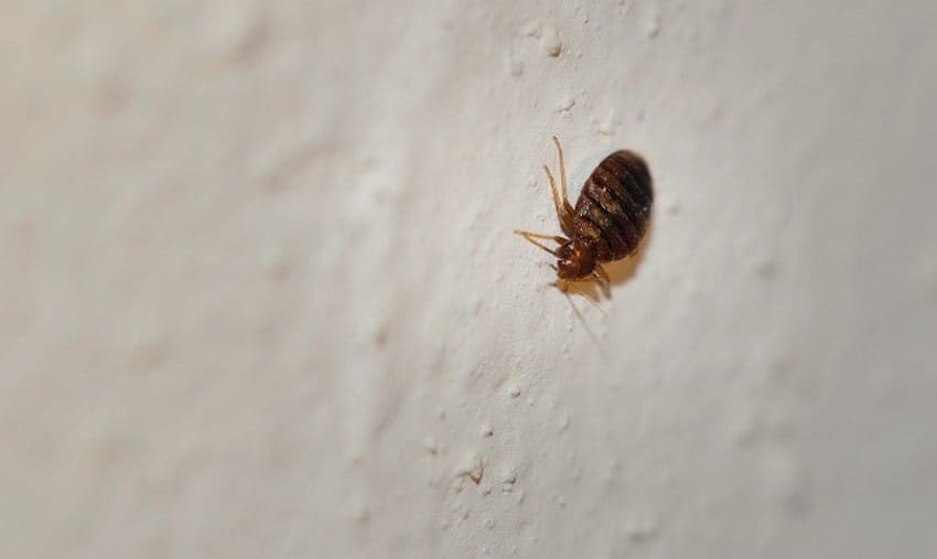 reasons why bed bugs live in walls