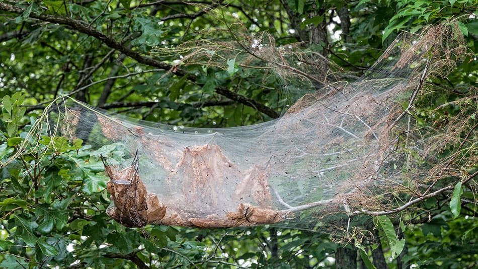 Bagworm - Thyridopteryx ephemeraeformis Haworth