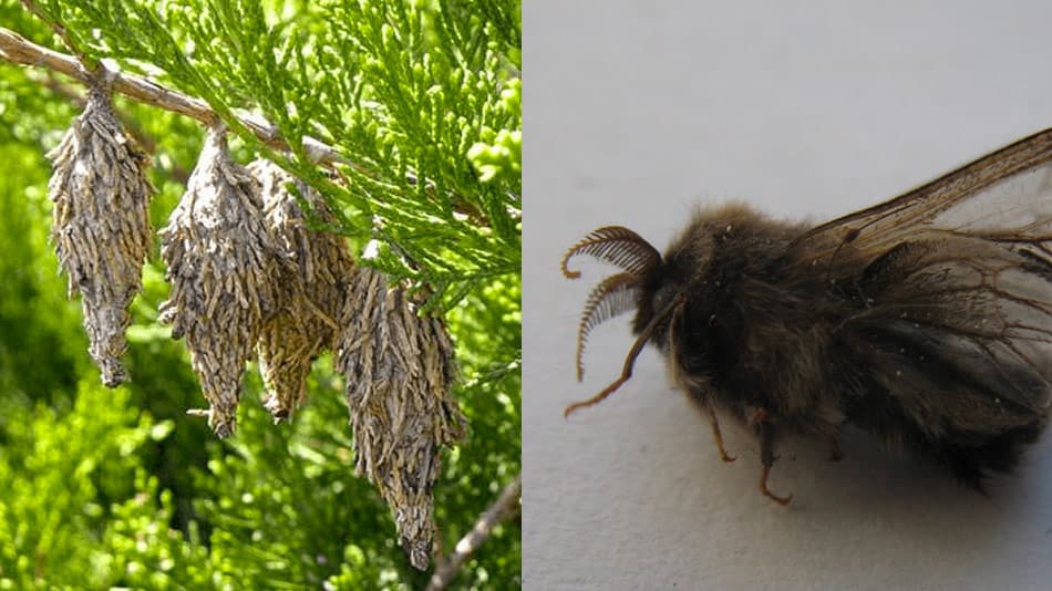 evergreen bag worm moth