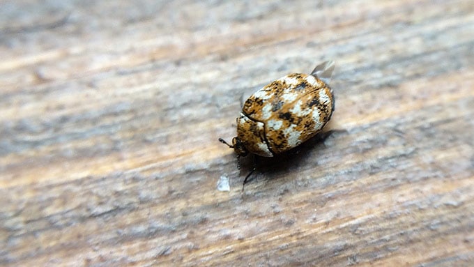 adult carpet beetle