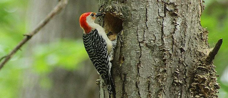 carpenter bees attract woodpeckers