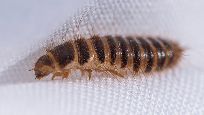 carpet beetle larvae