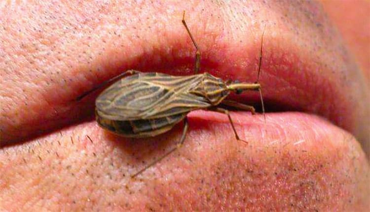kissing bug