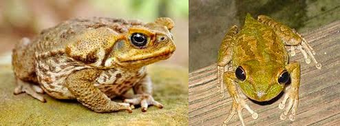 problems caused by frogs