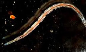 biting midge larvae