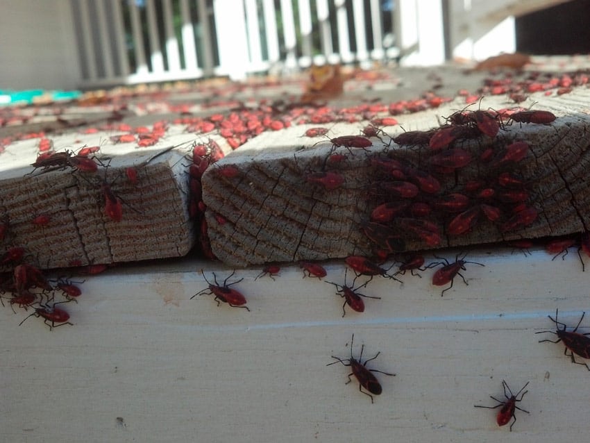 boxelder bugs preparing for hibernation