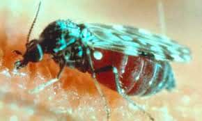 example of a biting midge
