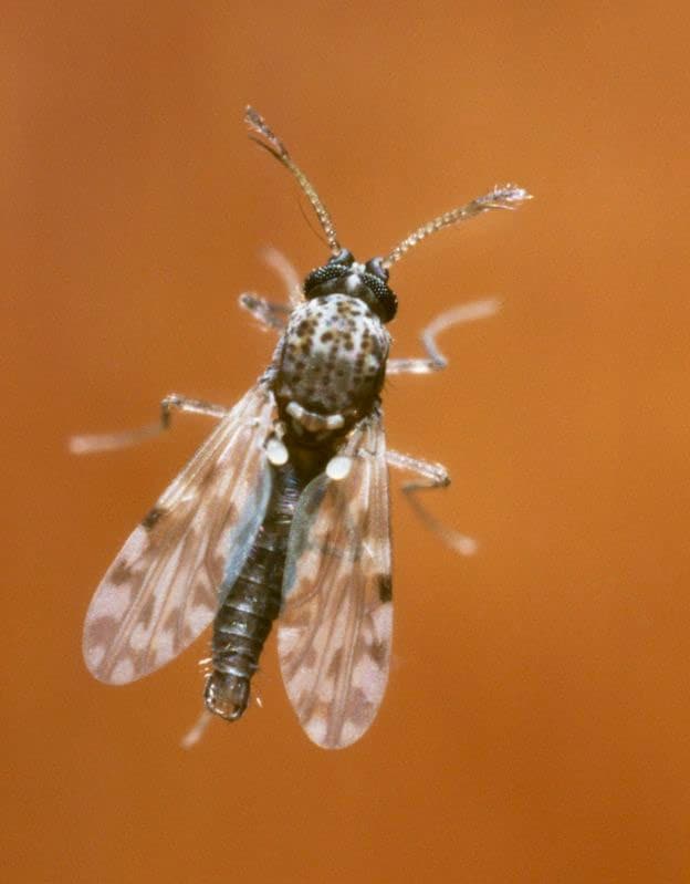 what a biting midge looks like