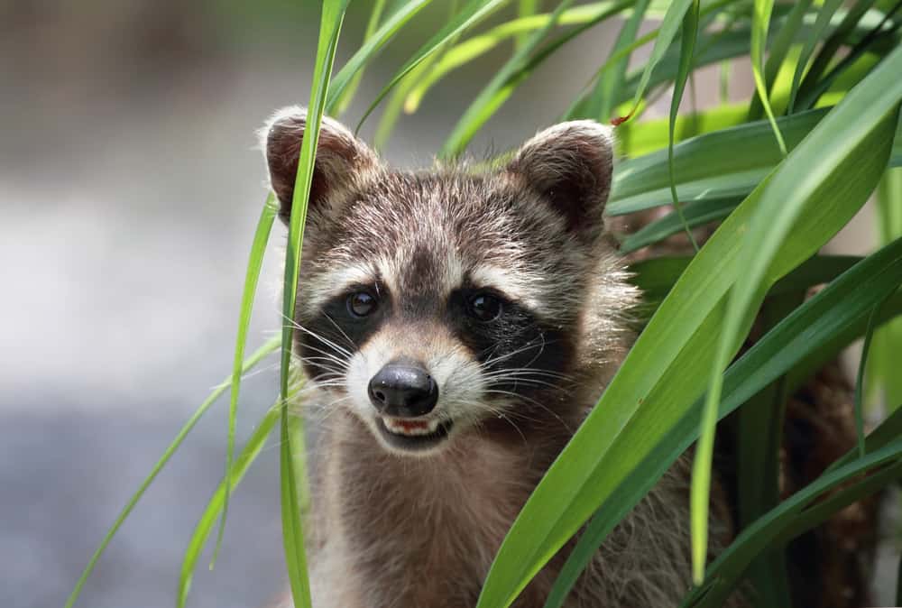 Raccoon-during-summer-karlumbriaco.hotmail-Depositphotos