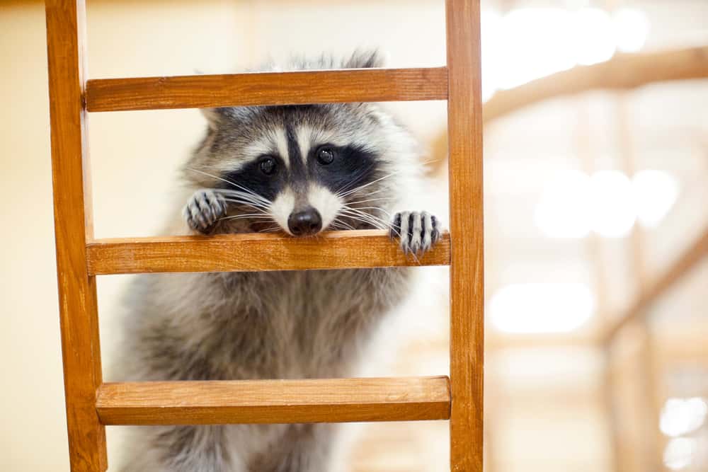 Raccoon-in-zoo-Deklofenak-Depositphotos