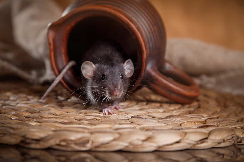 brown domestic rat