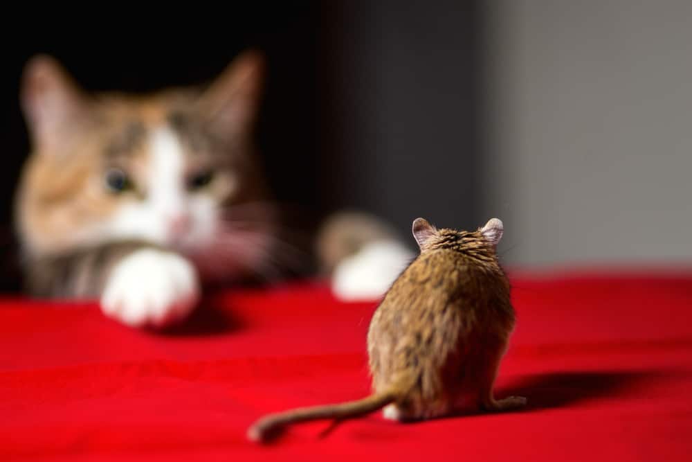 Cat hunting little gerbil mouse