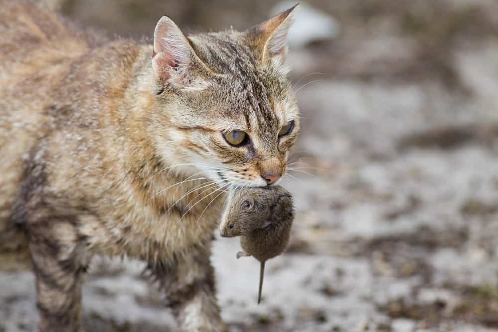 Tabby cat holding prey
