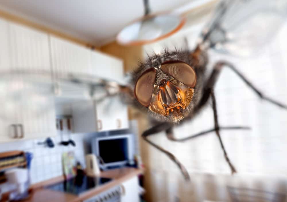 Housefly Flying in kitchen
