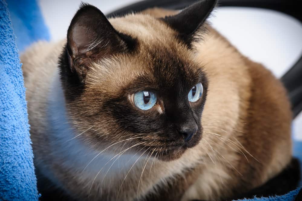 cute blue-eyed siamese cat