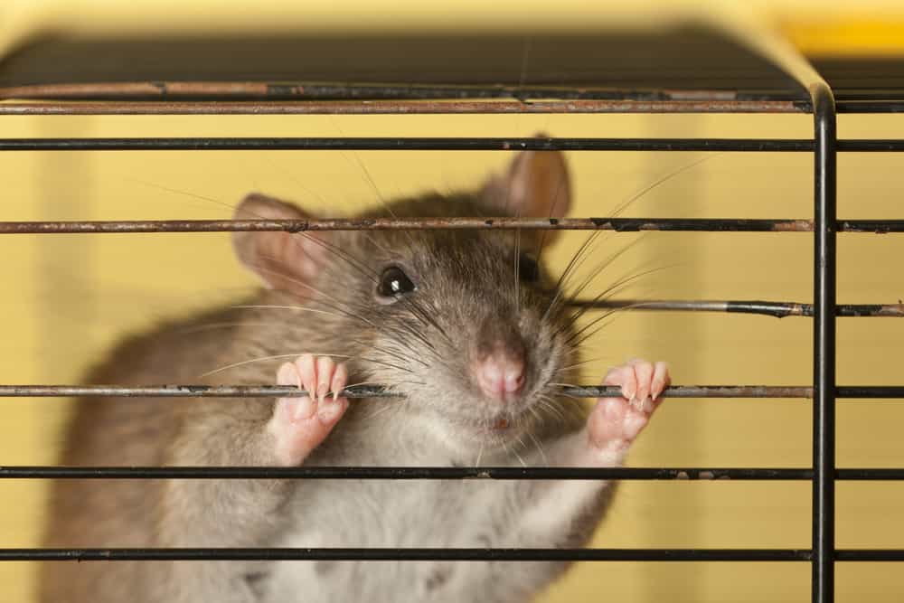 domestic rats gnawing cage