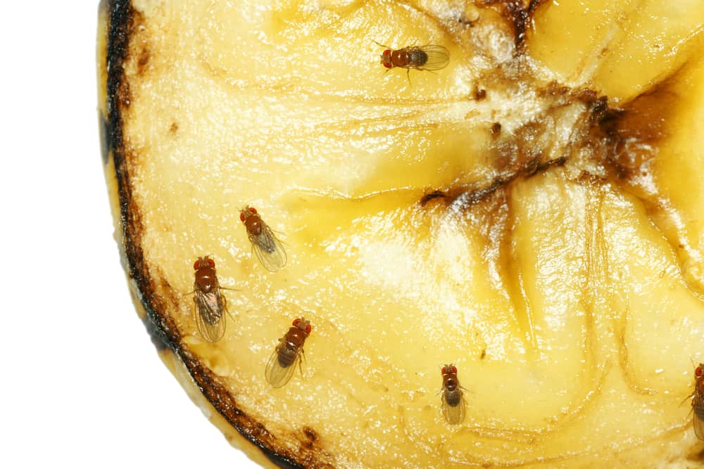 Fruit flies on rotting banana