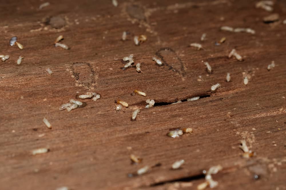 Dead termites
