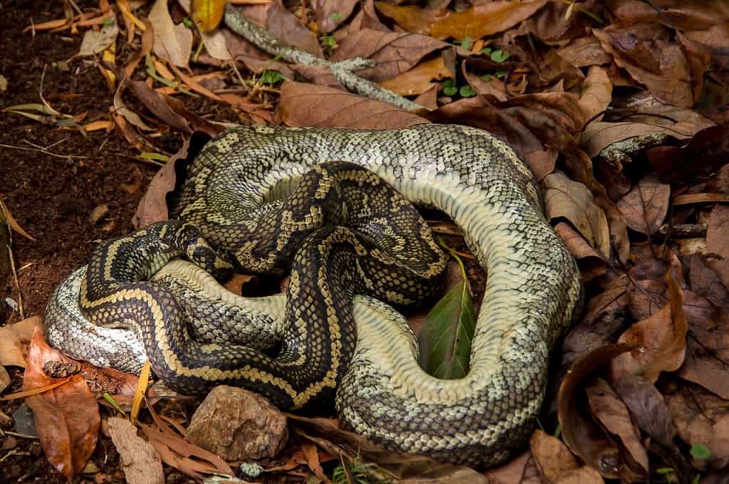 carpet-python