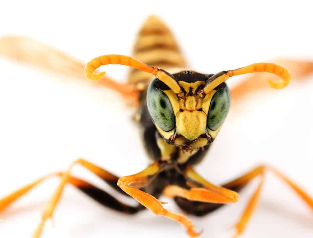 yellow jacket nest
