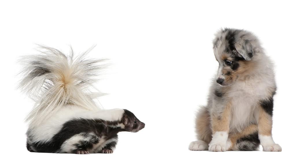 skunks and dogs do not mix