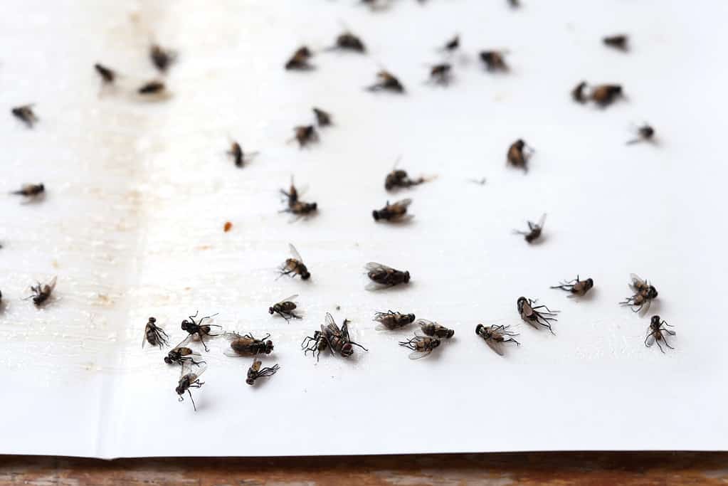 phorid flies