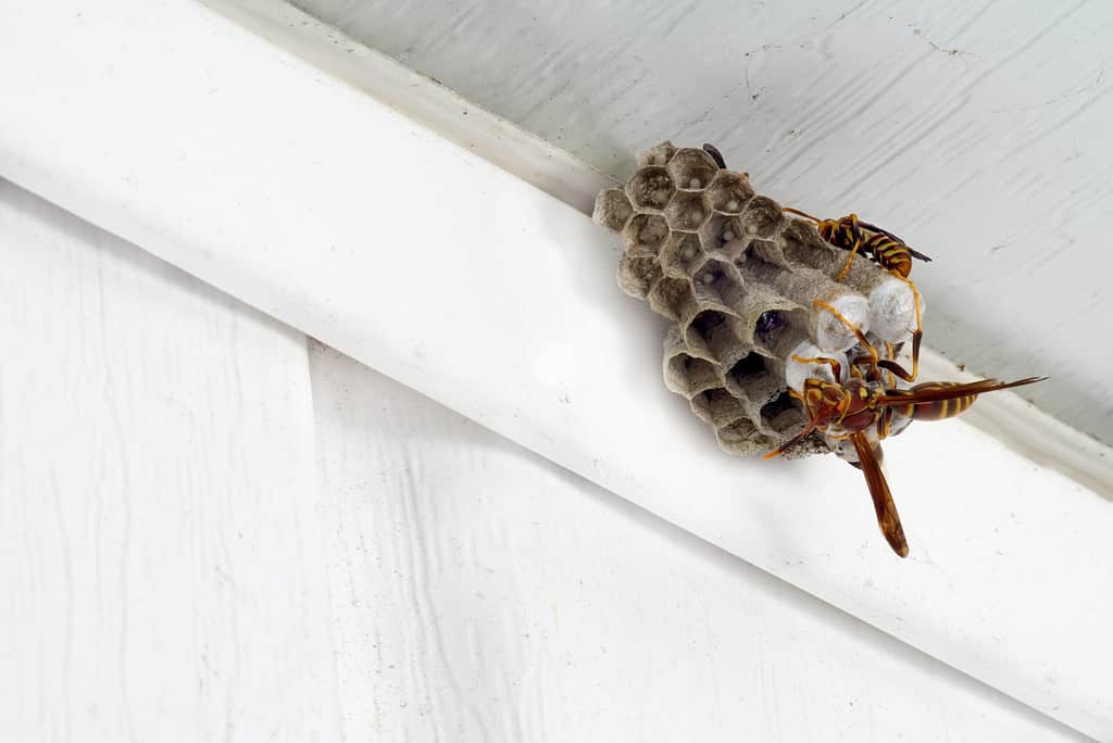 kill the nest