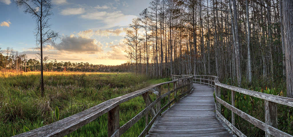 ghost ants in florida