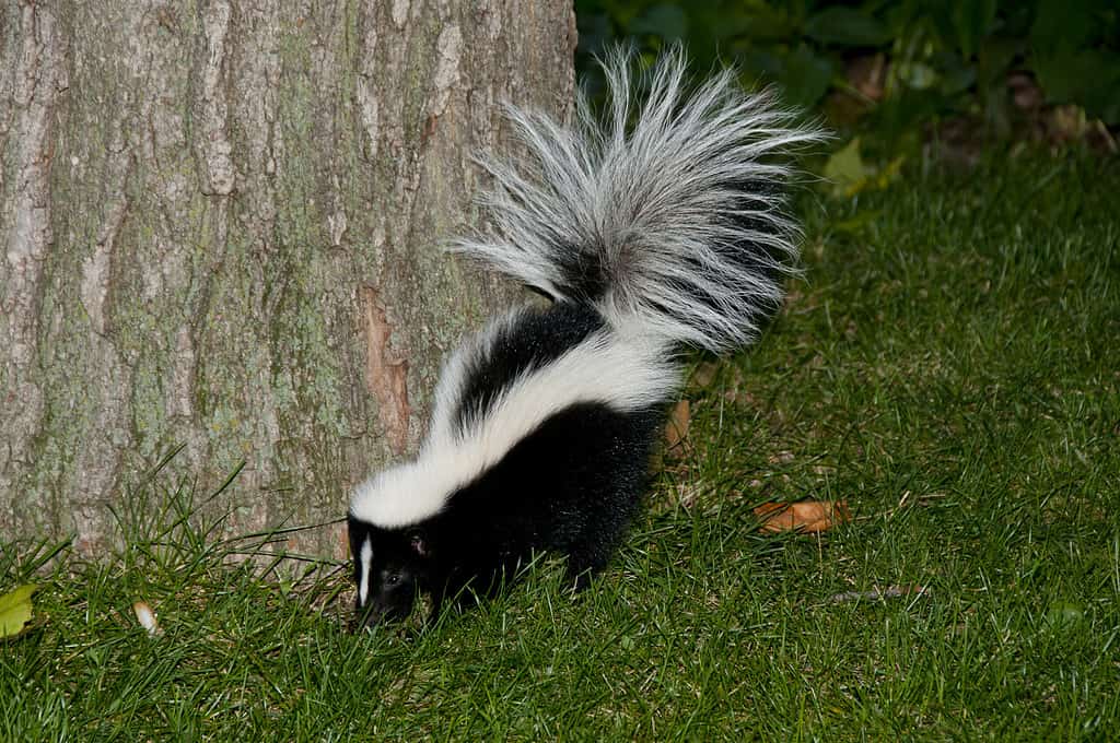 when do skunks come out