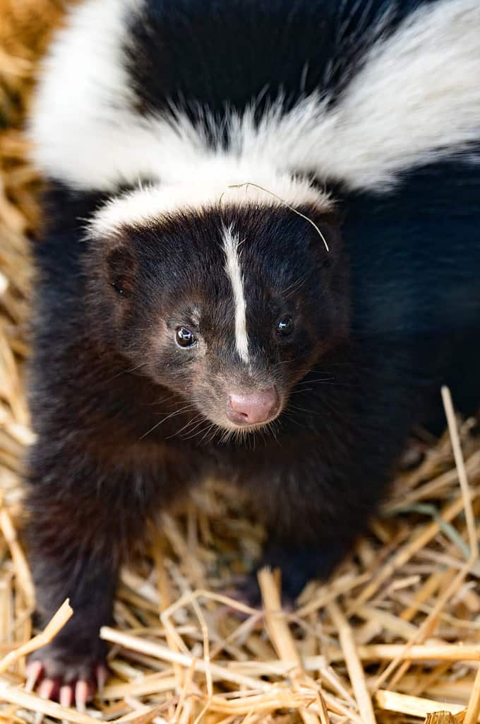 close up of a skunk
