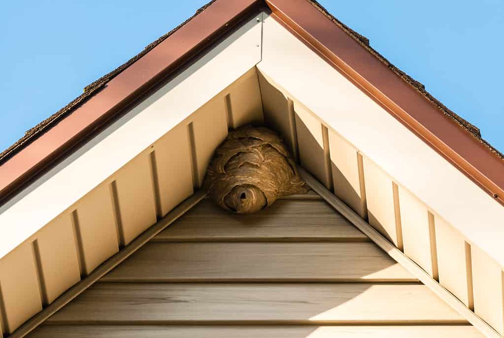 hornet nest removal