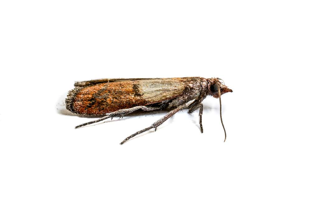 indian meal moth